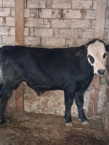 Mal-qara: Super erkek danamız cıxdı satışa super maldı öz qapımın malıdı — 4