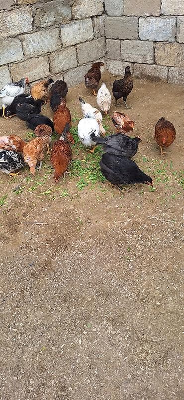 cücə yemi: Toyuq cücələri, Damazlıq, Ödənişli çatdırılma — 2