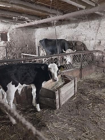 mal bazarı: Südçülük üçün inək və buzov dəsti - Cins: qara‑ağ alaca südlük — 8