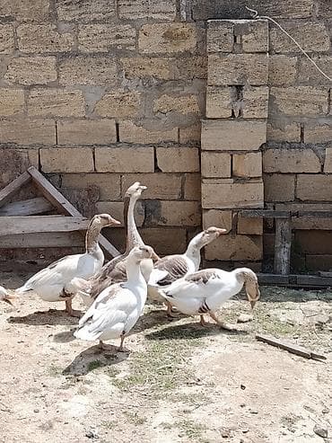 simmental inək cinsi: Erkek 50 azn disiler 35 azn 4 eded disidir. disiler 11 aylıqdı. Qazlar — 2