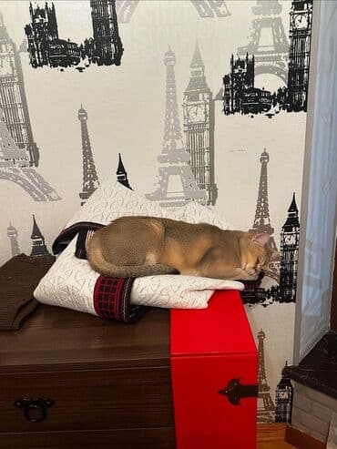 cütleşdirme: Золотая шиншилла, Самец, Для вязки, Бесплатная доставка, Платная доставка, Доставка в районы — 5