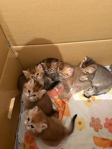 anqor pişik: Şotland, Yaxşı əllərə — 7