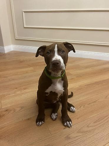 it doberman: Pitbul, 3 ay, Dişi — 3