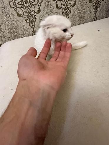 lalafo it satışı: Sahiblendirilir 50gunluk disi yastiqulaq britanian — 1