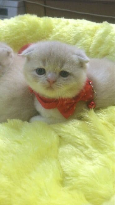 pişik adları azeri: Şinşilla, Dişi — 2