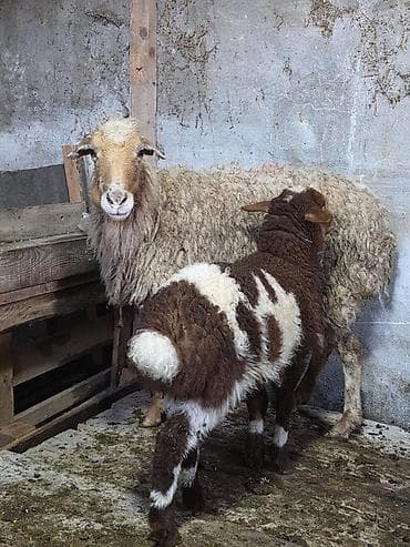 hissar qoyunu: Ana bala qoyun satılır Bala ərkəkdi 4 cü qarnıdır Ünvan Ramana — 1