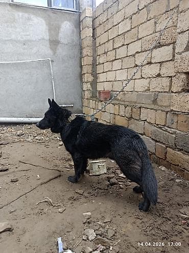 afçarka: Alman çoban iti, 2 il, Erkek — 5