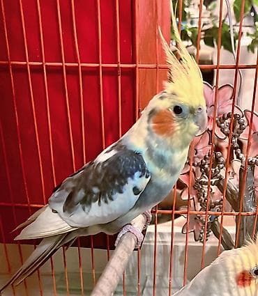 Digər quşlar: Korella adı “ German “ erkək cütləşmə üçün. Qızğın erkəkdi. Fikri — 1