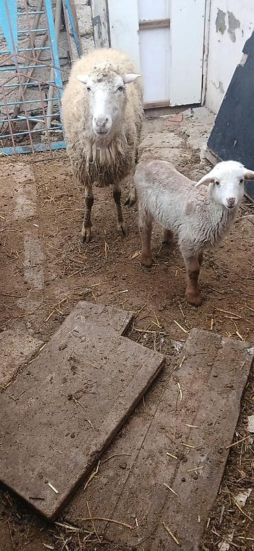 bala qaz: Qoyunlar tam sağlam və yeyimcil heyvanlardı. ana bala 520 AZN tək — 2