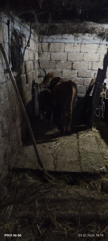 Dana, buzov: Salam super erkək danalar satilır 1 qarısiqdi Real alıcılar zəng etsin — 6