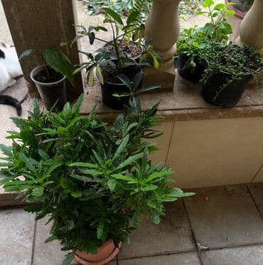 сколько стоит пальма в горшке: Butun guleri endirimnen satiram ancag xanimlara satiw olur — 28