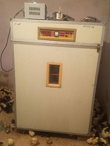 Sənaye tipli yumurta inkubatoru 1056 ədəd yumurta tutur əla