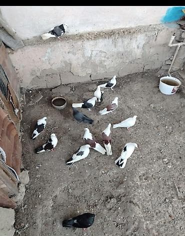 bildircin qiyməti: Quşlar satılır cemi 14 de nedir minum qiymət 200 azn aşağı yeri yoxdur — 1