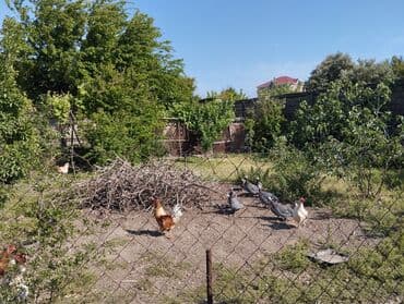 kiraye yer: 150 kv. m, 3 otaqlı, Kombi, Qaz, İşıq — 8