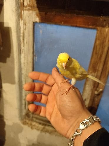 su qabı: Bül Bül əldən qorxmur bul bul salovey əl quşu rucnoy Sarı kanareyka – — 4