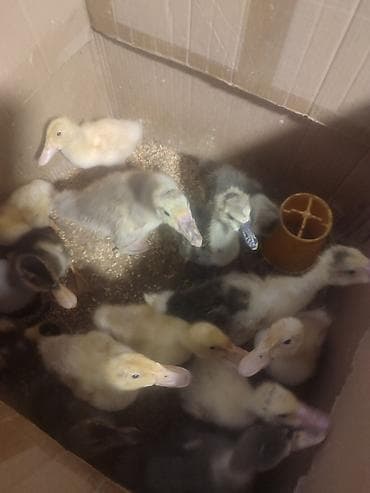 kənd colpası satışı: Gaz balaları 1 aylıq 12 manat 
ördək 1 aylıq 4 manat — 1