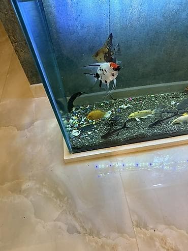 Böyük həcmli şüşə akvarium 350 litr– tam işlək komplekt — 3