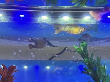 rottweiler satış: Sülhsevər, Ödənişli çatdırılma — 4