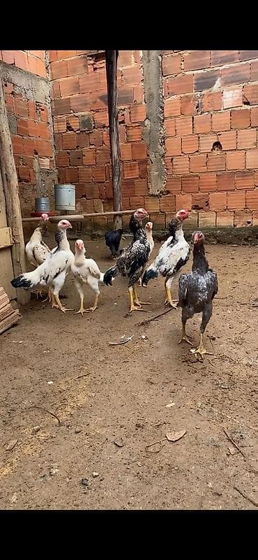 Atlar: Aseel (Asil) tipli uzunboylu döyüş/ətlik xoruz-cücələr qrupu — 6