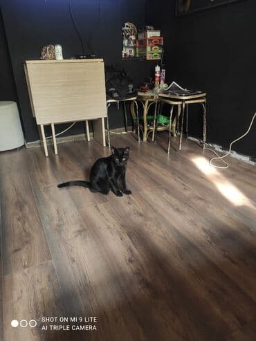 ağdaş yem fabriki: Yaxşı əllərə — 12