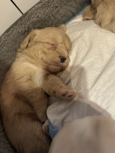 Digər heyvanlar: Balaca it balaları (şirin, tüklü yavrular) Təsvir: - Rənglər: açıq — 5