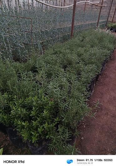 şeki: Məhsul: dekorativ kollar üçün əkilmiş fidanlar (qablarda) Təsvir: - — 4