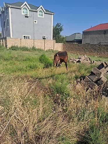 labrador satisi: Erkək, Qarabag, il: 4, Ünvandan götürmə — 4