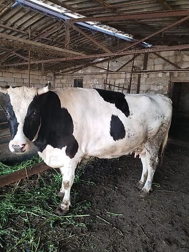 Dişi, il: 2, 700 kq, Ətlik, Ünvandan götürmə