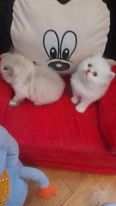 lalafo pisik: Fars — 5