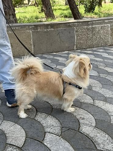 ari satilir: Pekines — 5