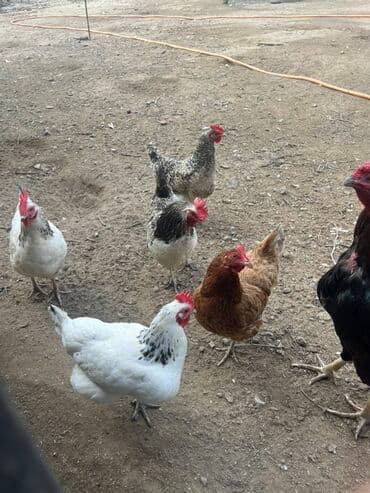 sudluk inekler satışı: Toyuq, Yumurtalıq, Ünvandan götürmə — 3