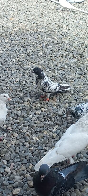 göyercin yuvası: Məhsul: Qüvvətli uçuş və baxımlı görünüşə malik ev göyərçinləri — 19