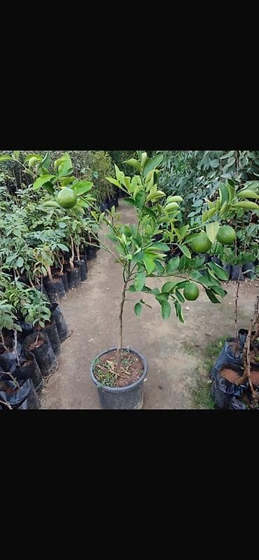 Qapalı köklü limon ağacı 100 ədəddir . Lənkaran rayonunda endirim