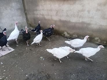 kend çolpası: Sağlam heyvanlar — 3