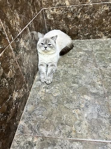 Gəmiricilər: Britan — 5