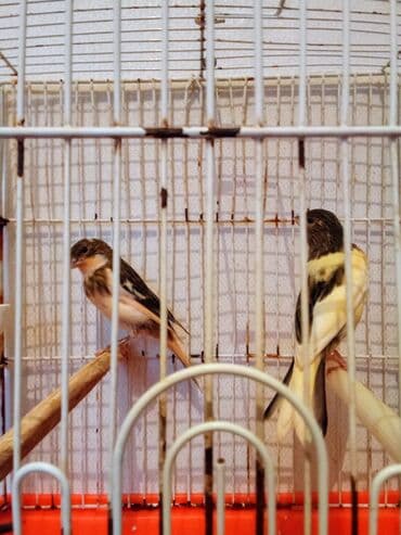 zoo mağaza 24 saat: Bülbülərin satışı — 1