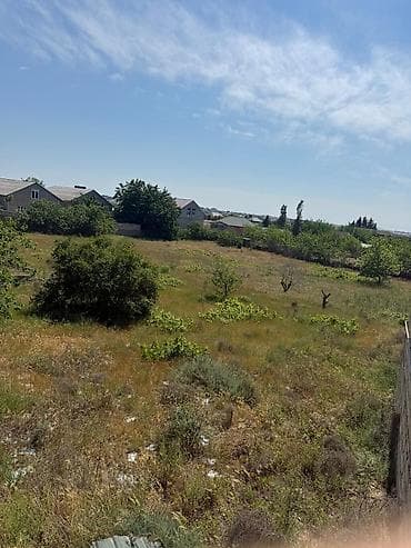 Tikinti