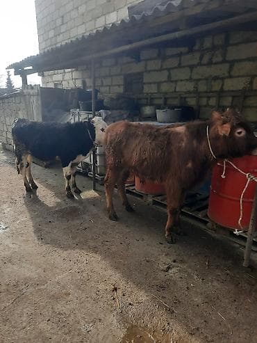 bit daragi harada satilir: Satılır: 2 baş dana - Qırmızı-qəhvəyi dana: balaca buynuzlu, sıx — 2