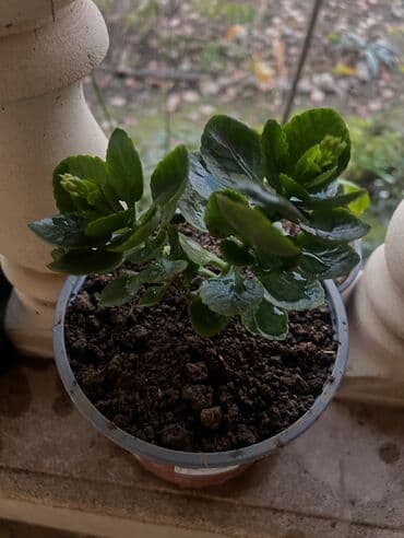 gül toxum satışı: Her kimete var Otaq və balkon üçün dekorativ bitkilər kolleksiyası - — 39