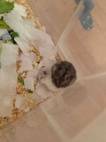 ördək bala: 🐹Möhtəşəm Bala Gözləntisi! Tezliklə Sizi Sevindirəcəyik!🫶🏻 Gözəl — 2