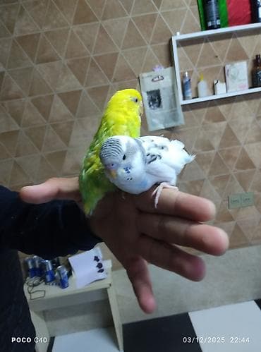 Heyvanlar üçün mallar: Məhsul: Dalmatin (ağ-mavi zolaqlı) və sarı-yaşıl rəngli iki xonçalı — 2