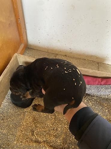 it satisi gence: Doberman, 1 ay, Dişi — 6