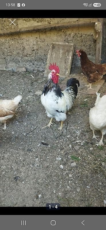 Məhsul: Ev təsərrüfatı üçün xoruzlar Təsvir: - Şəkillərdəki ağ-qara
