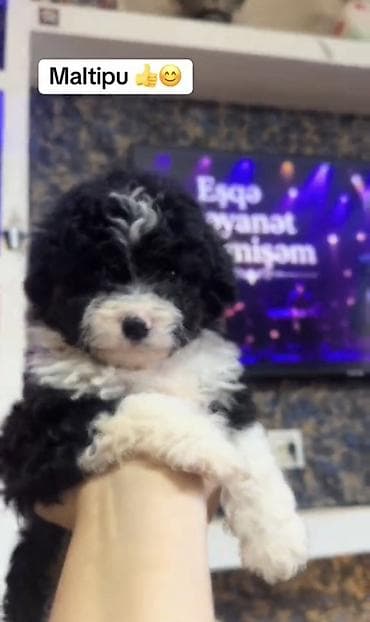 micro poodle: Maltipu balası - Cins: Maltipu (Maltese x Poodle dizayn cinsi) - — 2