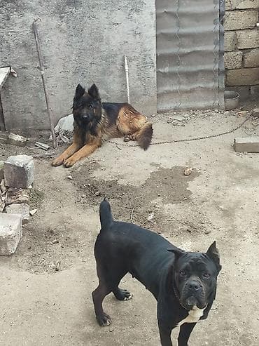 çoban iti adları: Alman çoban iti, 1 il, Erkek, Sənədli, Ünvandan götürmə, Pulsuz çatdırılma, Ödənişli çatdırılma — 3