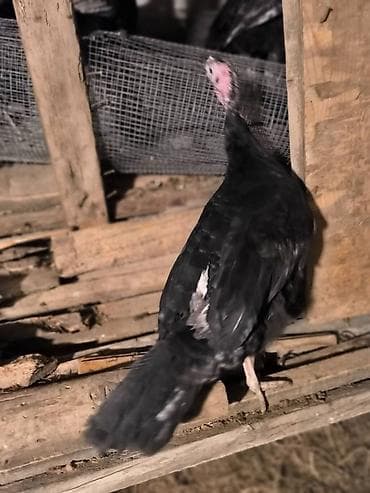 heyvan satilir: Salam.Unvan Bine qesebesi.diri cekiyle satilir.amerikan bronz — 1