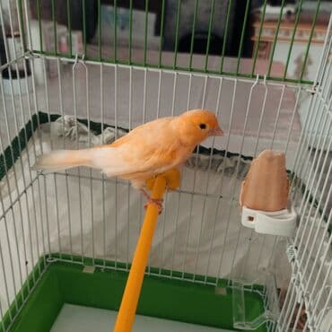 Kanareyka -bülbül oxuyur ! Təbii portağal rəngdir Sağlamdir qəfəs və