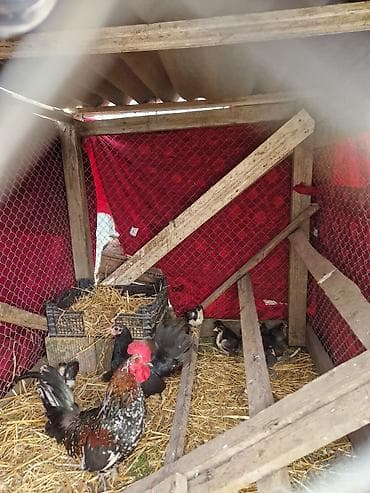 ev heyvanları satışı: Toyuq cücələri, Damazlıq, Ödənişli çatdırılma — 3