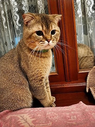 raqdol pişiyi: Qızıl şinşilla, Erkək, Cütləşmə üçün, Ödənişli çatdırılma — 2