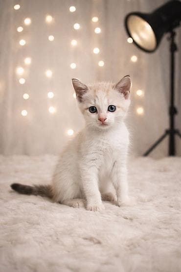 siam pisiyi haqqinda: Siam, Erkək — 1